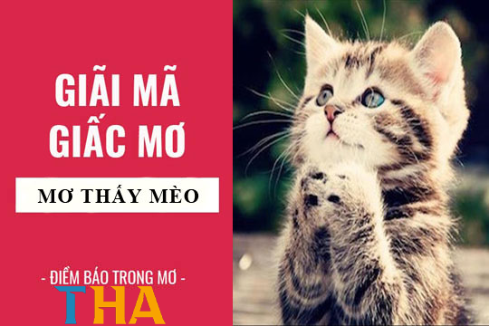 Cùng Thabet – YCS65.NET – Giải mã giấc mơ thấy mèo